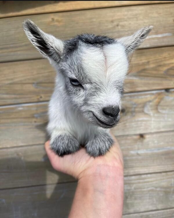 Dwarf Goat for Sale