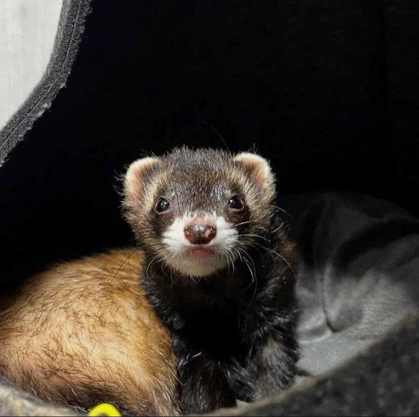 Male Ferret for Adoption