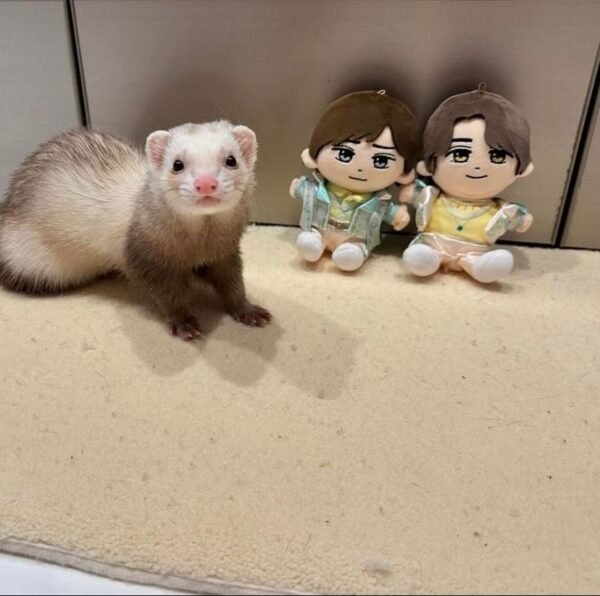 ferret for adoption