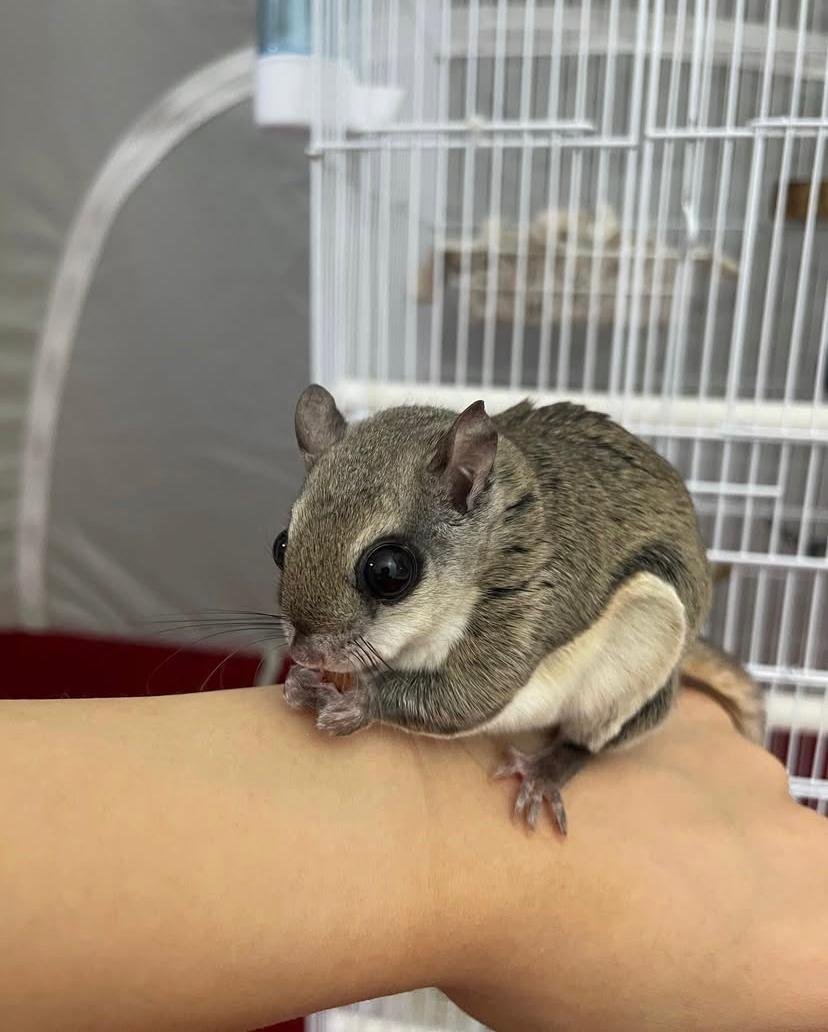 Flying Squirrel for Sale