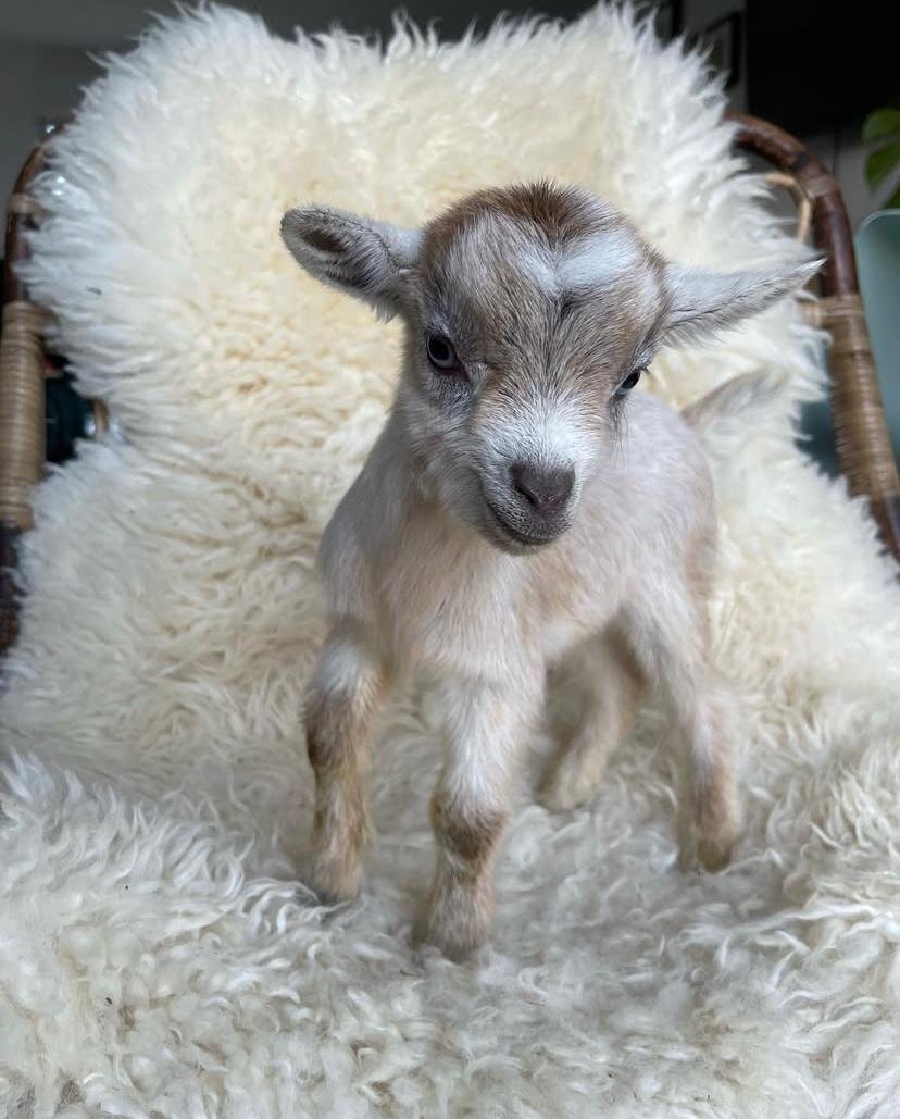 Adopt a Mini Goat