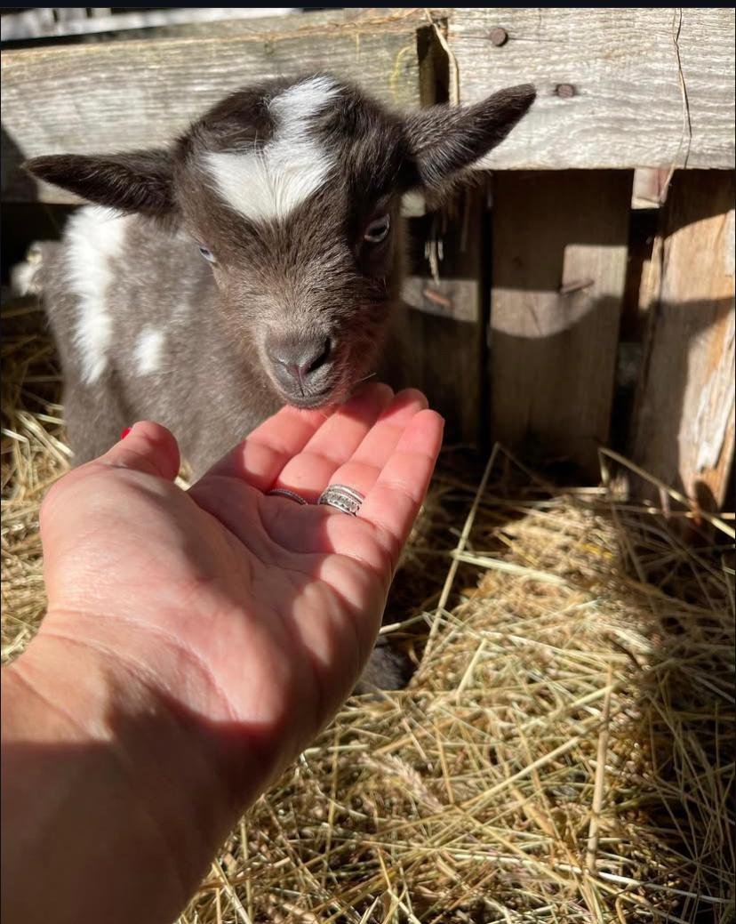 Teacup Goat Adoption