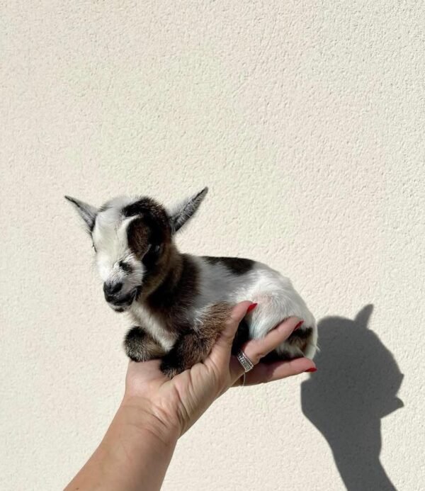 Tiny Goat Adoption