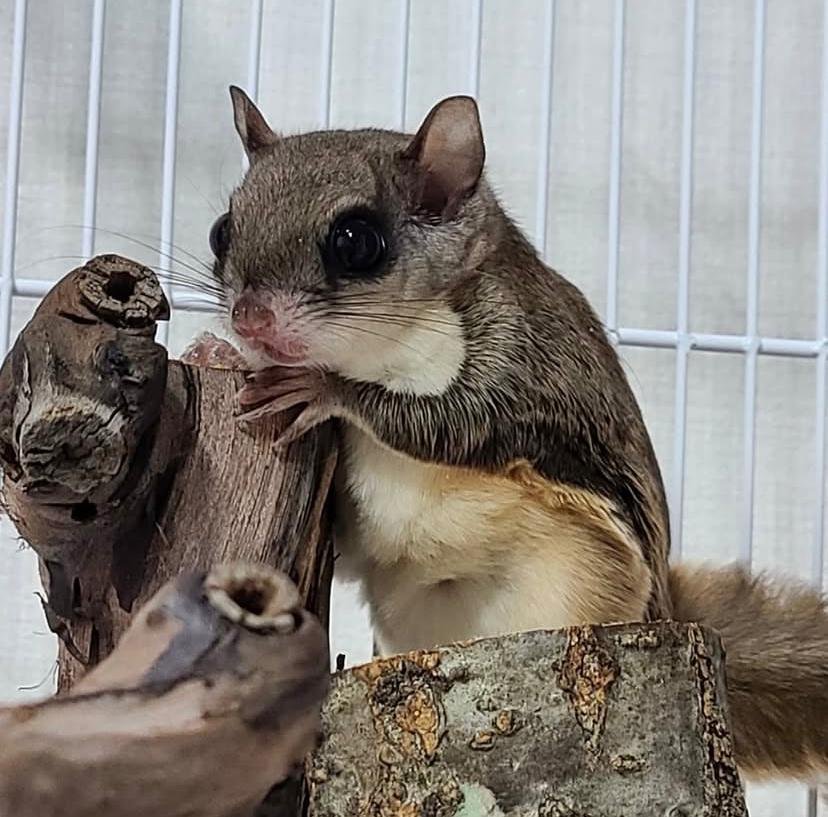 Flying Squirrel Care