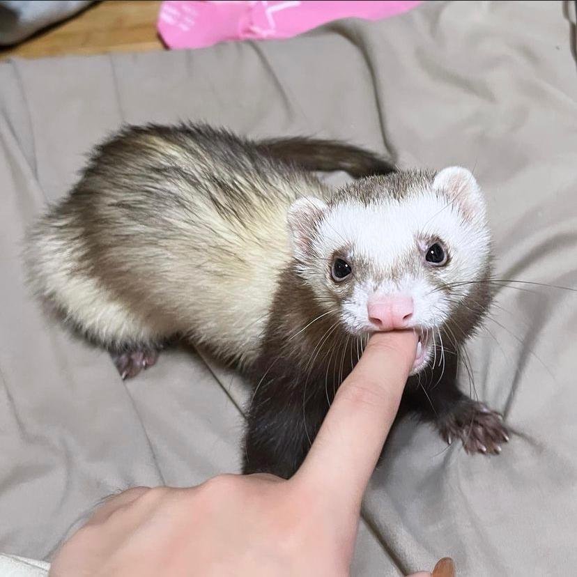 Male Ferret