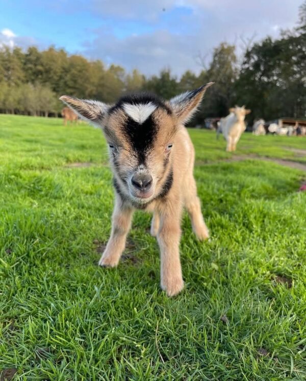 Teacup Goat For Sale