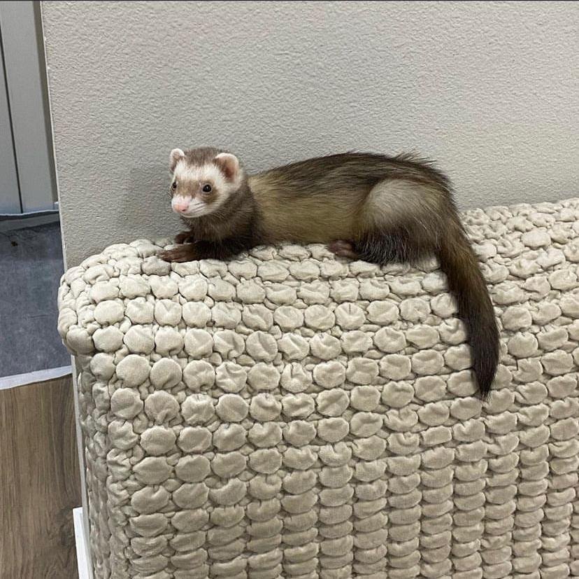 Female ferret for adoption