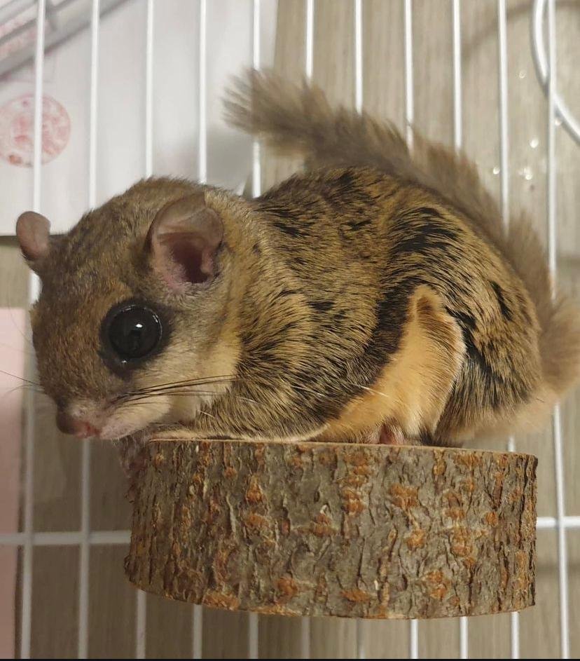 Male Flying Squirrel