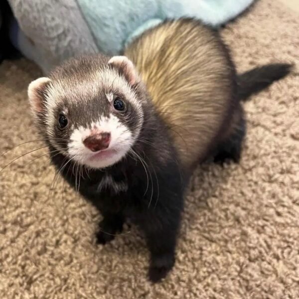 Ferrets For Sale