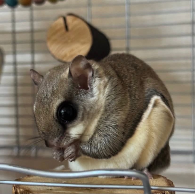 Flying Squirrel Pets