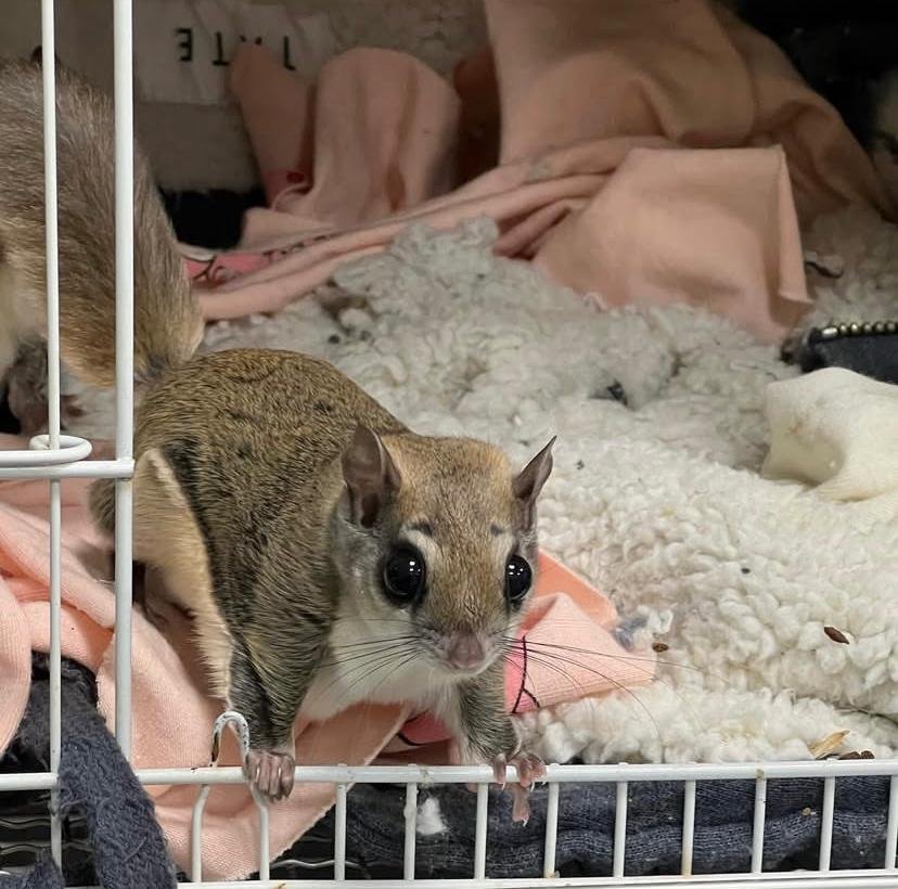 Male Flying Squirrel For Adoption